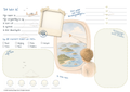Friendship Pages | First Edition - Nederlands